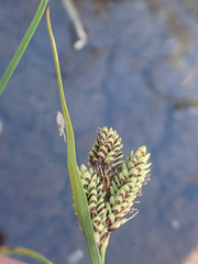 Carex lenticularis dolia