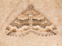 Perizoma custodiata
