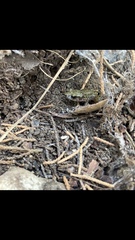 Eleutherodactylus campi