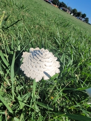 Saproamanita vittadinii