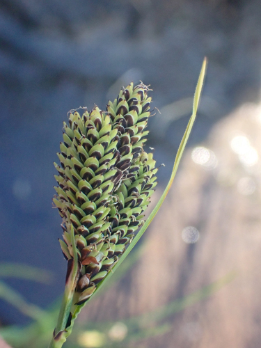 Goose-grass Sedge (Carex plectocarpa)