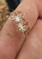 Pephricus