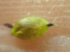 Carex atrosquama