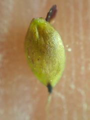 Carex atrosquama