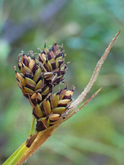 Carex atrosquama
