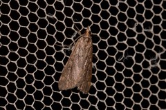 Achyra affinitalis