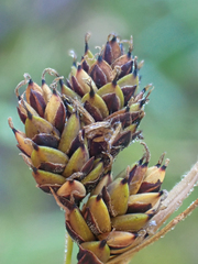 Carex atrosquama