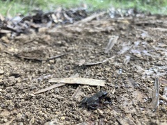 Eleutherodactylus campi