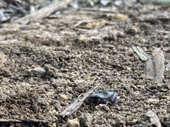 Eleutherodactylus campi