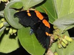 Egybolis vaillantina