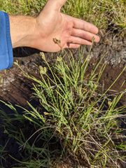 Carex lenticularis dolia