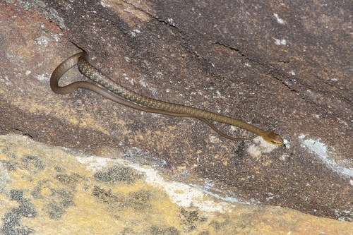 Common Tree Snake sighting