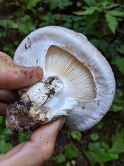 Catathelasma ventricosum