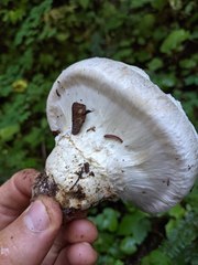 Catathelasma ventricosum