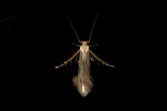 Calicotis sialota