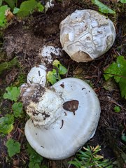 Catathelasma ventricosum