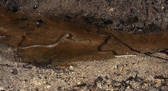 Cerberus schneiderii