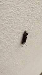 Arctiinae