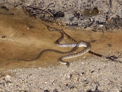 Cerberus schneiderii