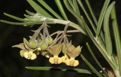 Gomphocarpus tomentosus tomentosus