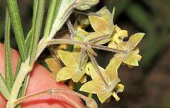 Gomphocarpus tomentosus tomentosus