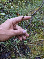 Carex atrosquama