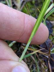 Carex atrosquama