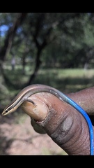 Plestiodon tetragrammus brevilineatus