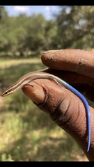 Plestiodon tetragrammus brevilineatus