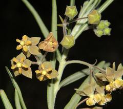Gomphocarpus tomentosus tomentosus