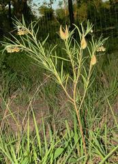 Gomphocarpus tomentosus tomentosus
