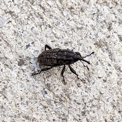 Sphenophorus cariosus