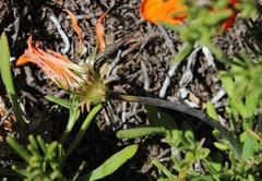 Gazania leiopoda