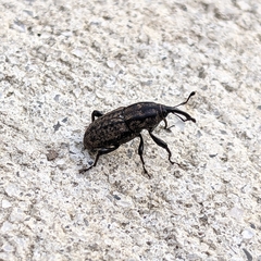 Sphenophorus cariosus