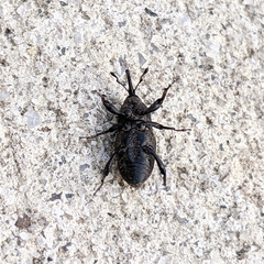 Sphenophorus cariosus
