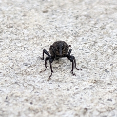Sphenophorus cariosus
