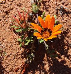 Gazania leiopoda