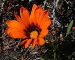Gazania leiopoda