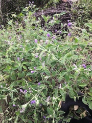 Solanum caripense