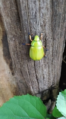 Chrysina macropus