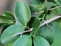 Strychnos spinosa spinosa