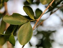 Strychnos spinosa spinosa