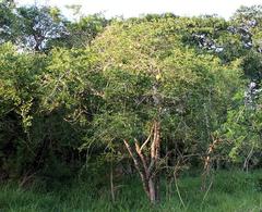 Strychnos spinosa spinosa