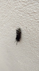 Arctiinae