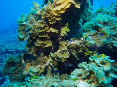 Lobophora variegata
