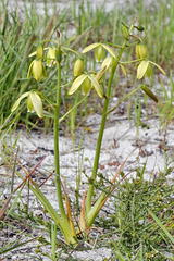 Albuca flaccida