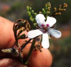 Pelargonium senecioides