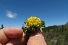 Aspalathus securifolia