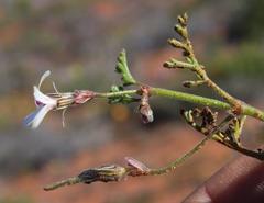 Pelargonium senecioides