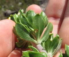 Aspalathus securifolia